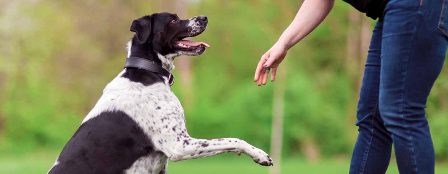 Cómo hacer que tu perro te haga caso | Purina®